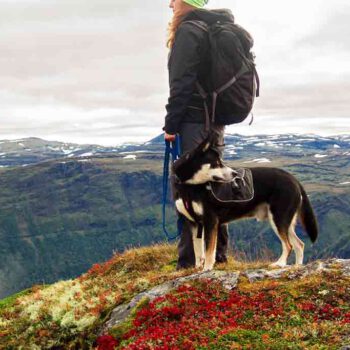 Ein Hund mit einem Wandergeschirr steht auf einem Berg