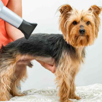 Eine Frau trocknet einen Yorkshire Terrier mit einem Hundefoen