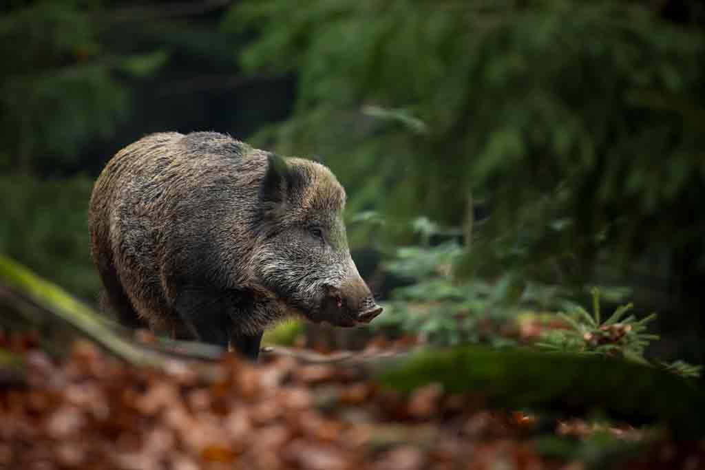 Ein grosses Wildschwein im Wald aus der Naehe