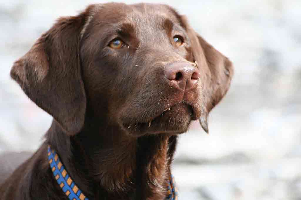 Grossaufnahme von einem braunen Hund mit langen Schlappohren und einem blauen Halsband