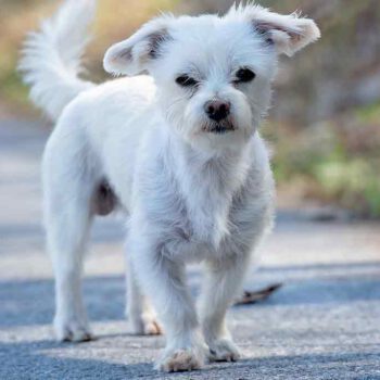 Kleiner weißer Hund mit dem Small Dog syndrom