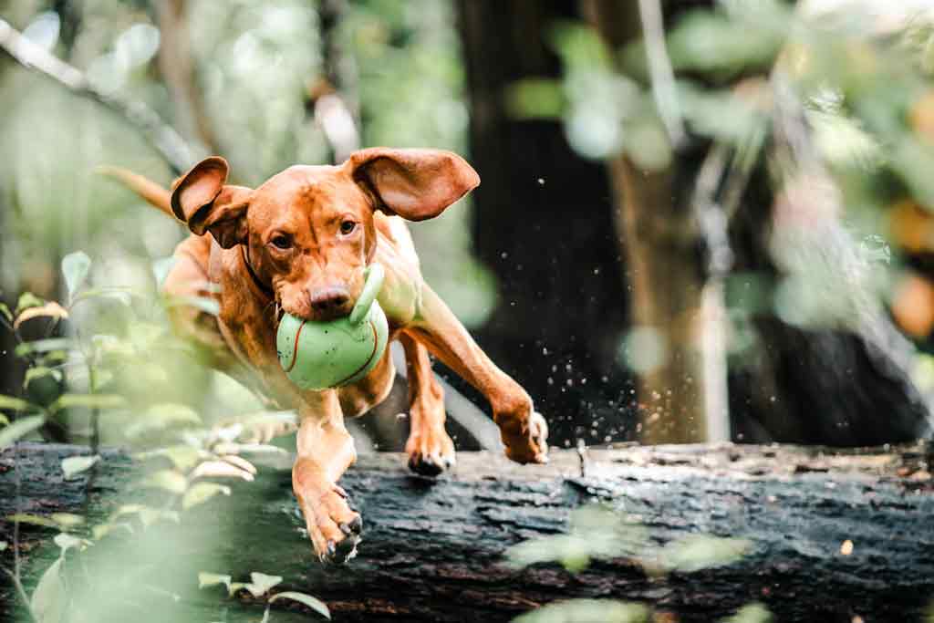 Ein Hund springt über einem Holzstamm mit einem Spielzeug im Maul.